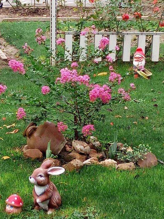 Лагерстремия - индийски люляк Налични 5 цвята