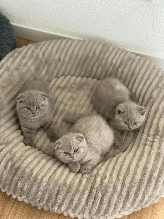 Продам Шотландских котят