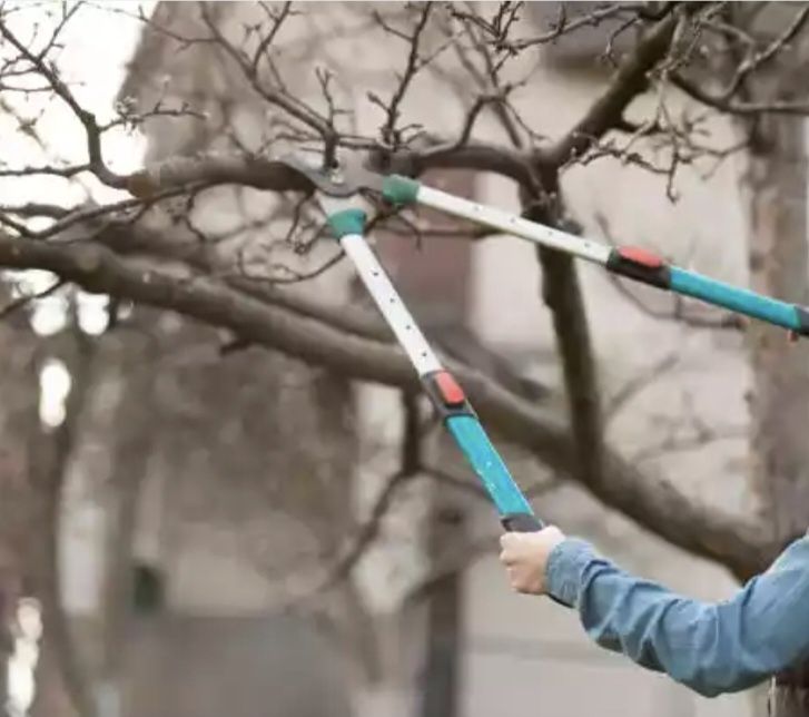 Мевалий дарахтларга шакл бериш. Дерева обрезка