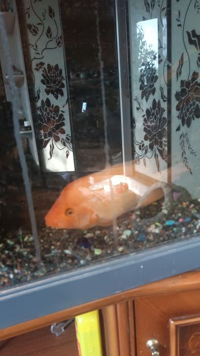 Лобиатум продам взрослый