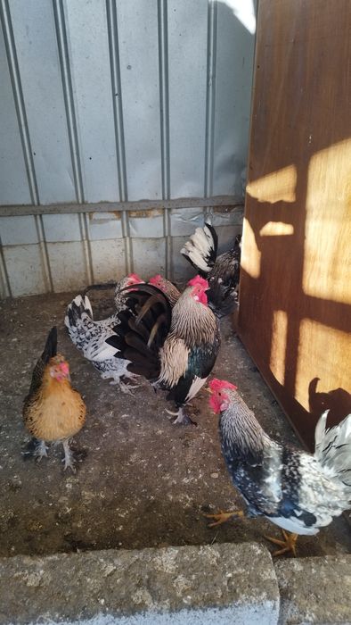 Cocosi pitici americani