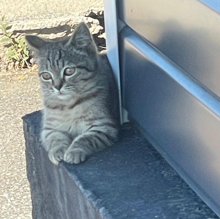 Котенок 3 месяца