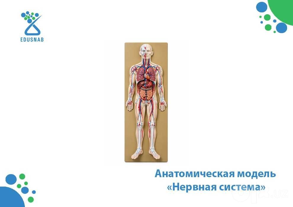 Анатомическая модель нервной системы человека 100 см