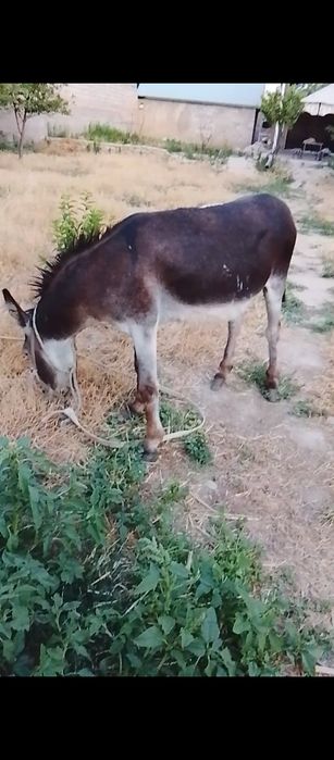 Ешек сатам еркек