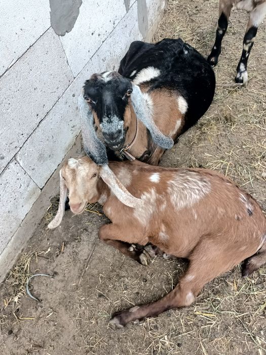 Ied anglonubian de vanzare