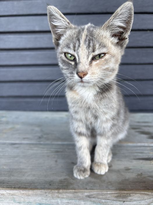 Отдам котенка в добрые руки