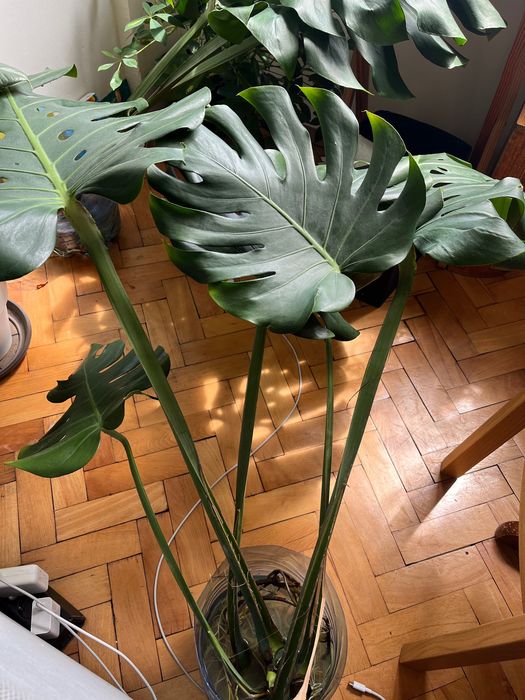 Монстера делисиоса (Monstera deliciosa) - вкоренени резници от зряло растение
