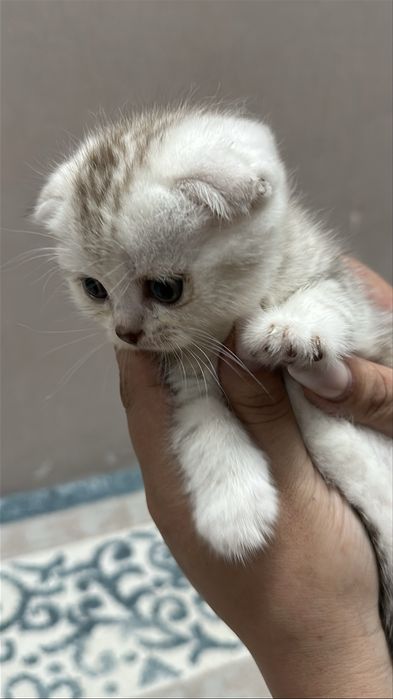 Чистокровнные котята