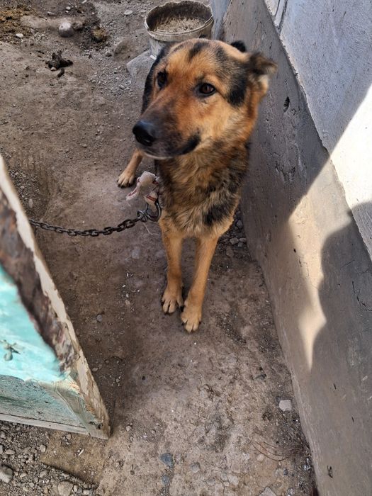 В хороших рук отдаём сабаку и щенков