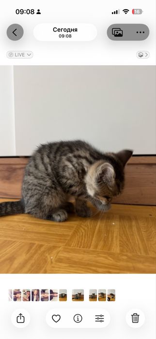 Котята породистые