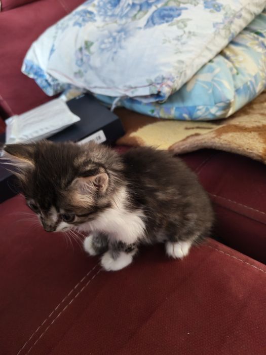 Отдам котёнка (1, 5мес) мальчик