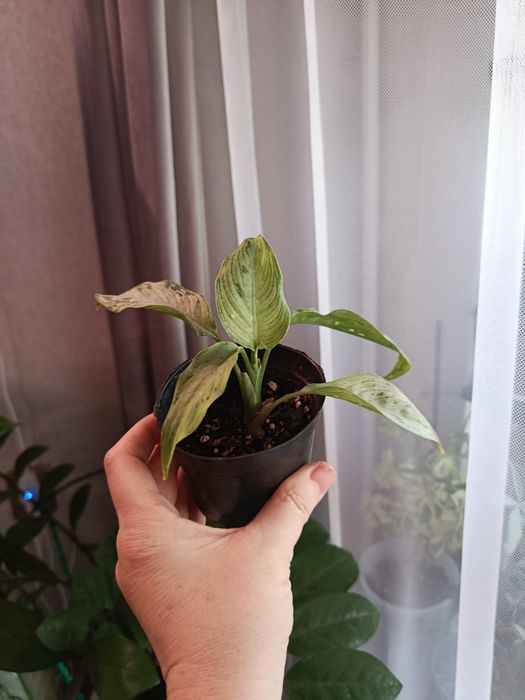 Большой выбор цветов .