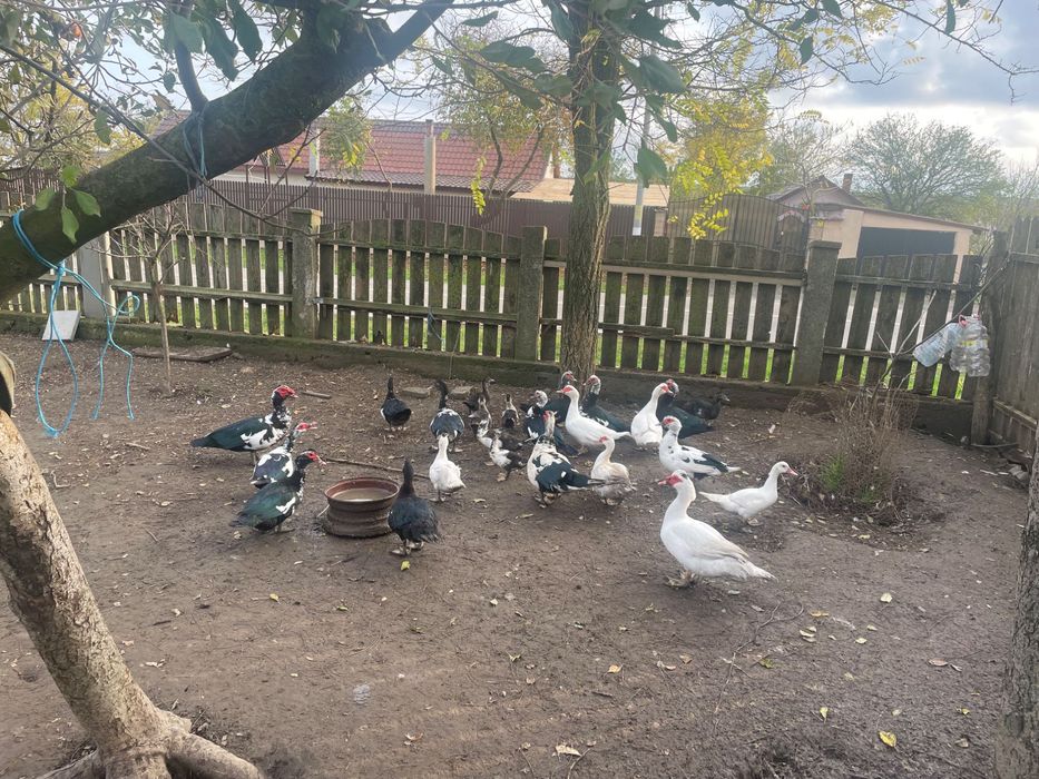 Rate lesesti de curte