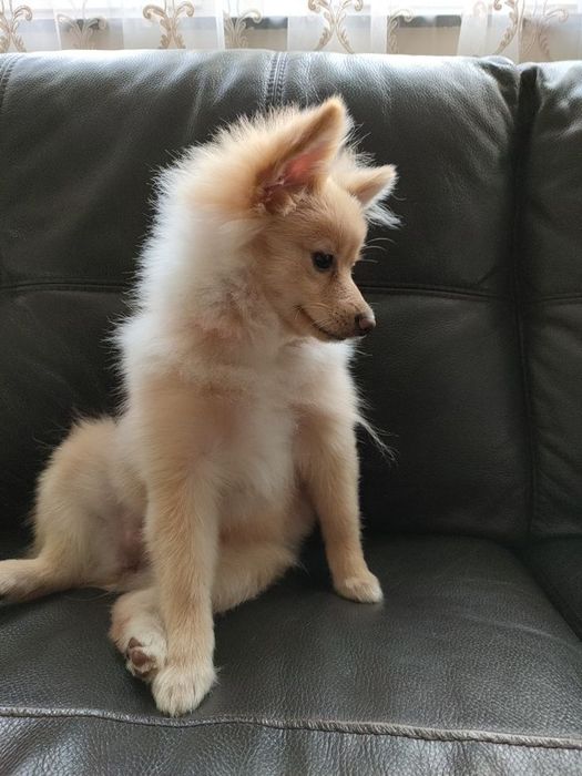 Pomeranian bichon puppy