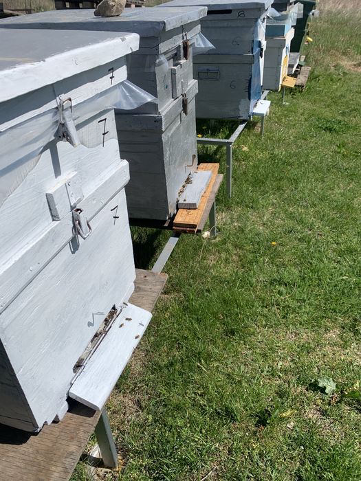 Vind stupi pe 10 rame din care ninim 7 cu puiet.Locatia Craiova.