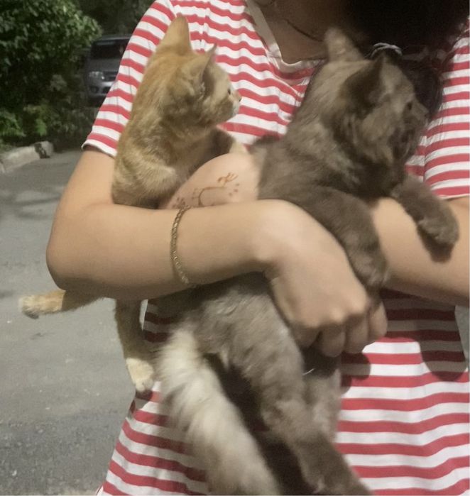 котята в добрые руки