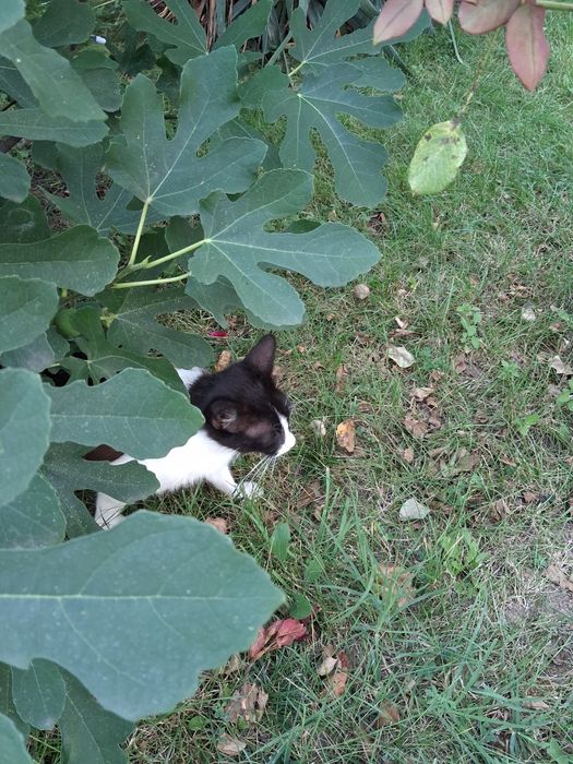 Caut stăpân pentru o familie de pisicute ,mama si 3 pisoi,alb cu negru