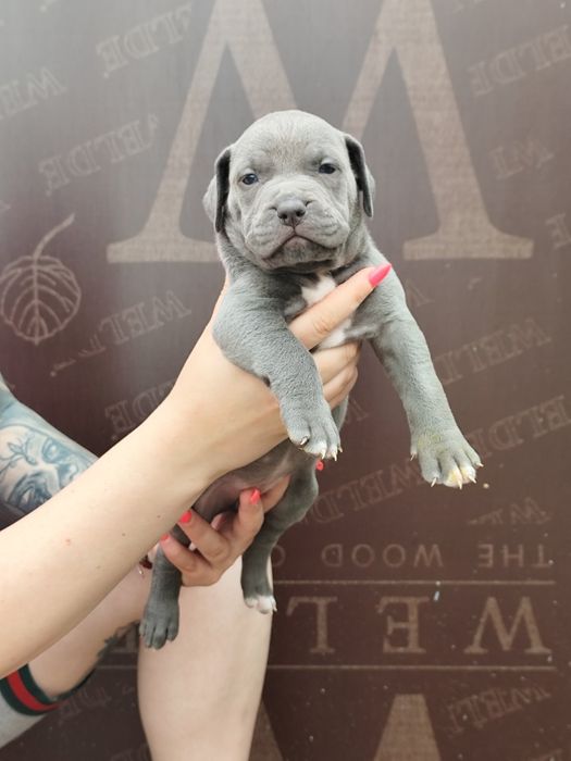 Американско Були Хл American bully Xl ABKC