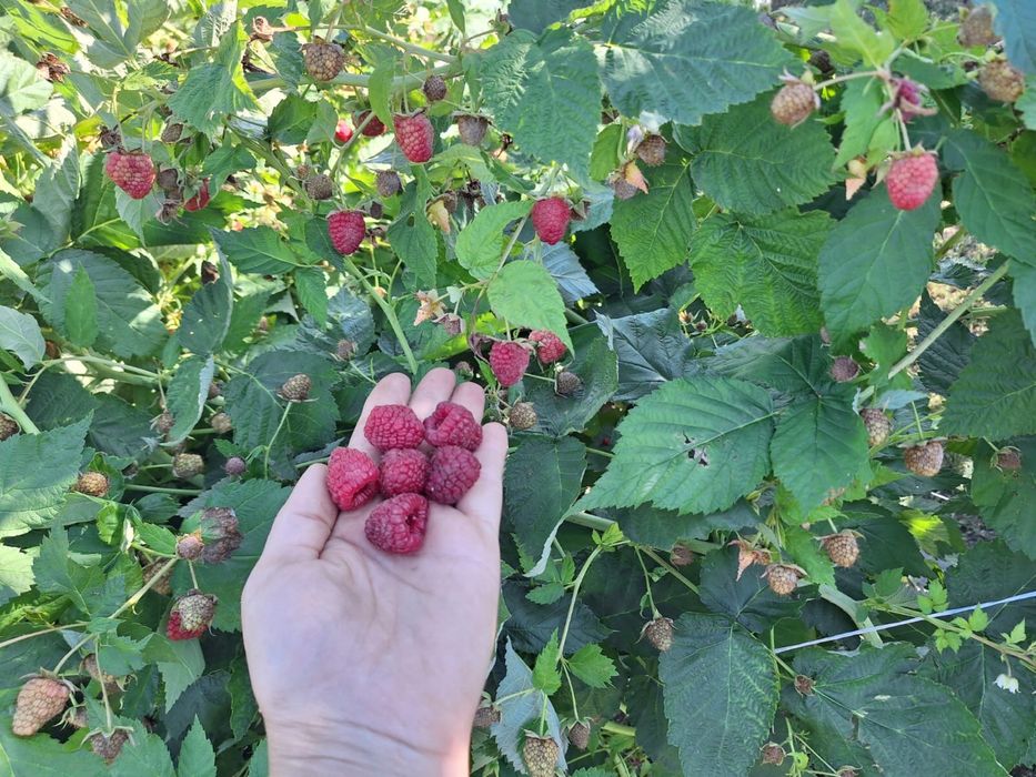 Продам Малину сорт самохвал