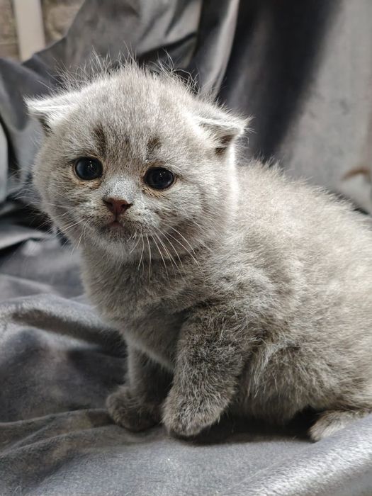 Продам шотландских котяток