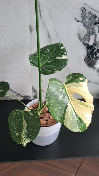 Продам монстеры разные