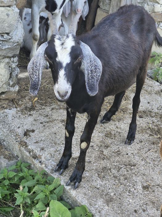Capre alpin francez cu Anglo-Nubiană