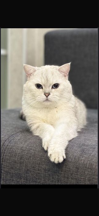 продам девочку котенка