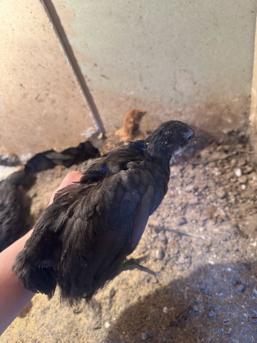 Цыплята Жерский гигант