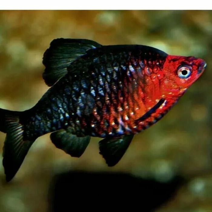 Продам  - чёрный барбус