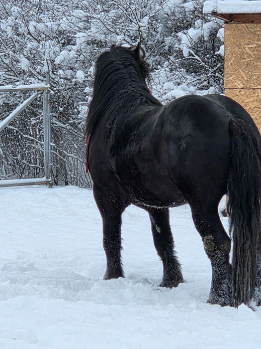 vand harmasar de 3 ani