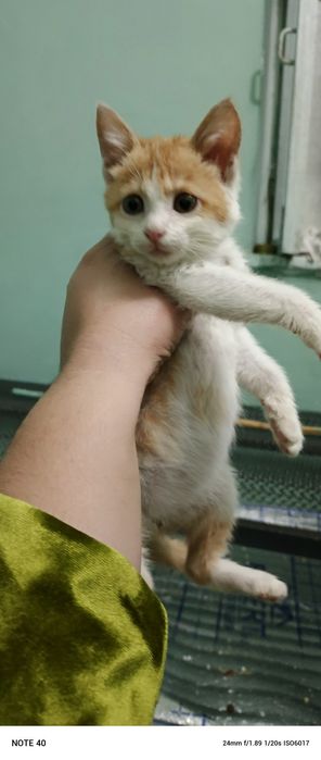 150 mingdan sotiladi