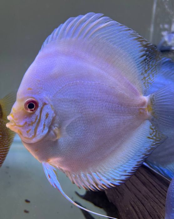 Kotta Diskusla Sotiladi