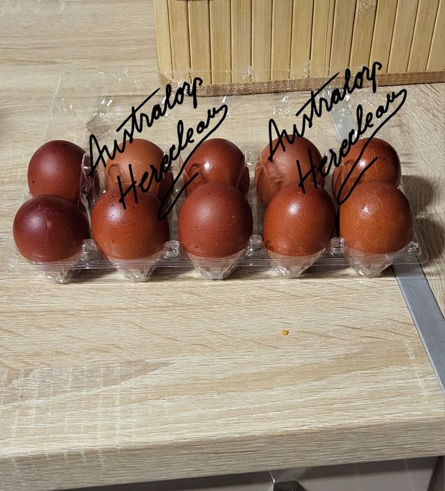 Oua pentru incubat si pui