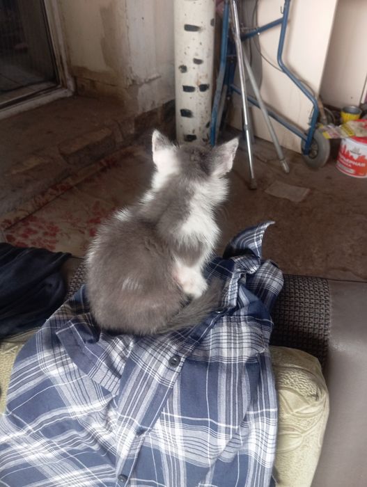 Котёнок маленький отдам в хорошие руки бесплатно