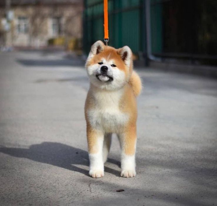 Продается Akita inu девочка