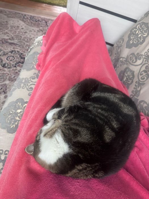 Британский мраморный кот