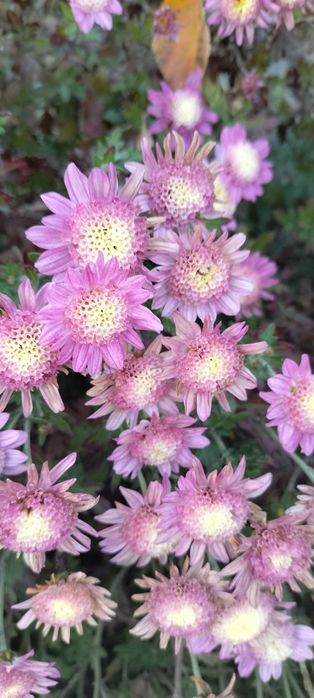 Растения для сада