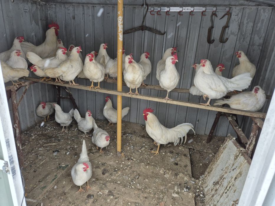 Oua italiene si Leghorn Alb