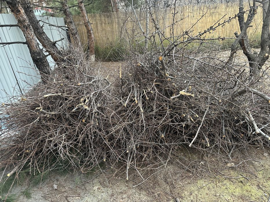 Daraxt shoxlari keb obketsela boldi