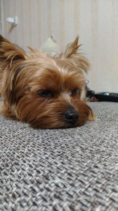 Мальчик Йорк ищет подругу для вязки