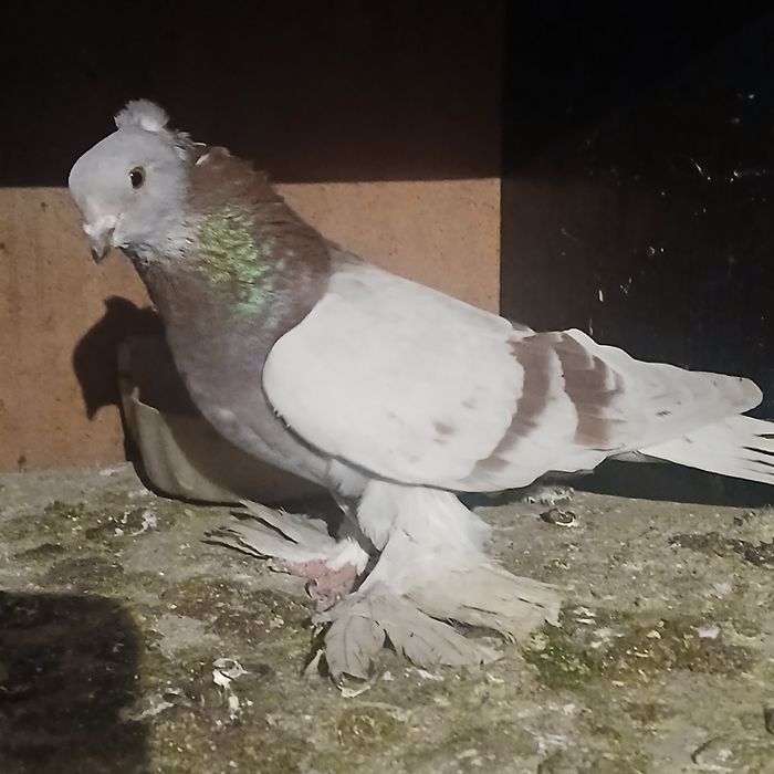 Прадам галубеи .