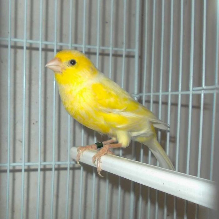 Canari Malinois Mascul
