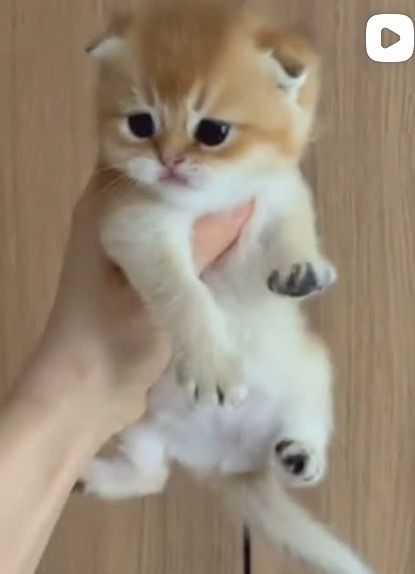 Золотые котята фолды