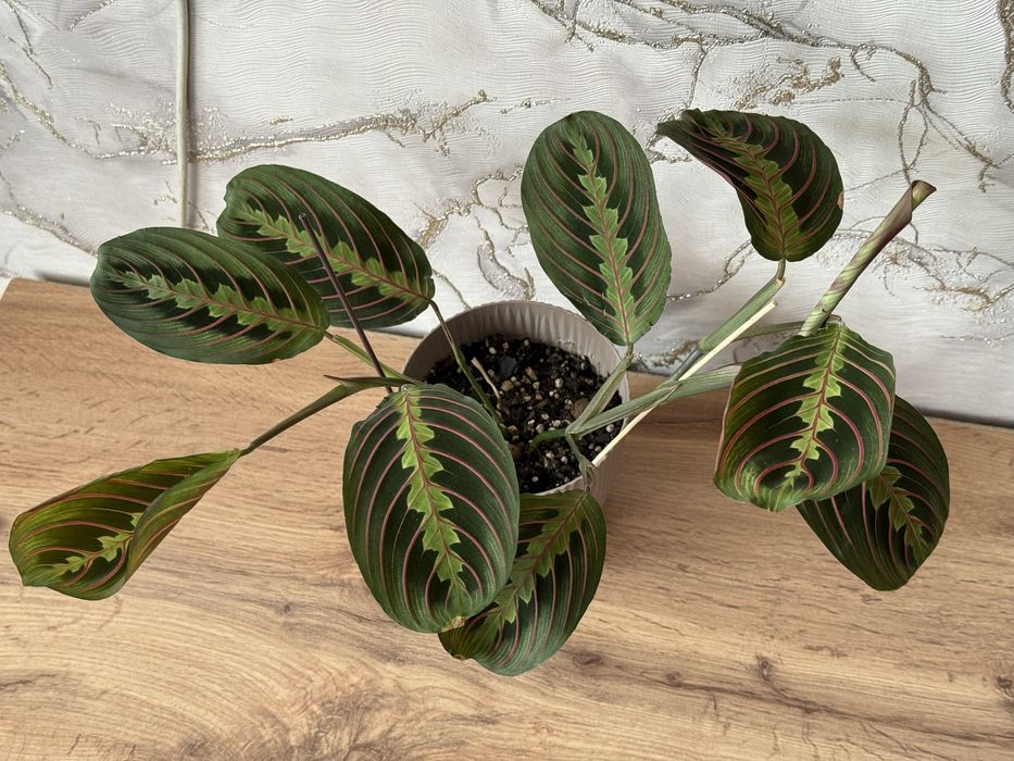 Комнатные растения. Домашние цветы