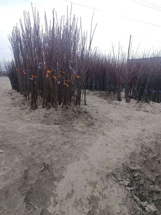 Vând pomi fructiferi altoiți anul 2 Calitate superioară