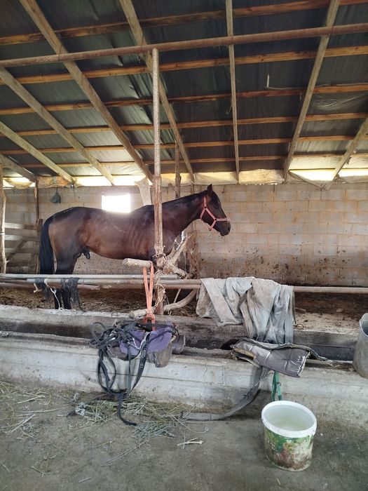 Айғыр бесті жеребец тазақанды