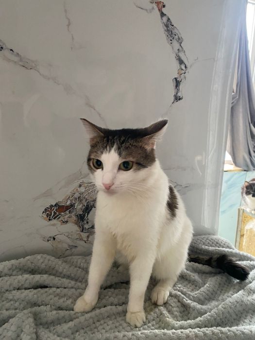 Кот самый нежный