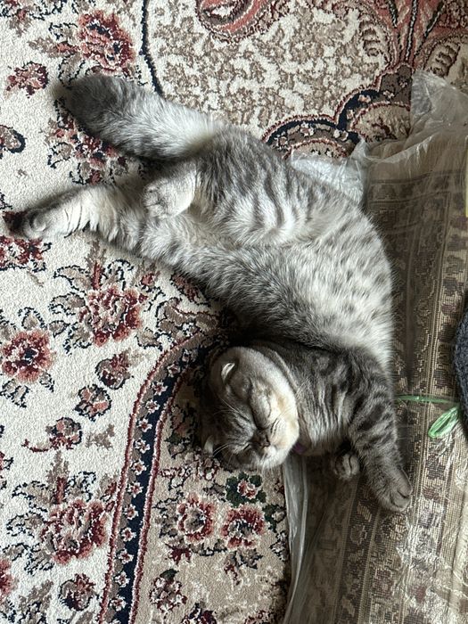 Продается кот скотиш фолд