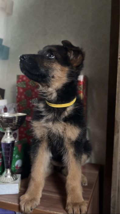 немецкая овчарка