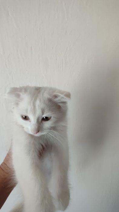 Продается кошечка котенок